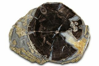 Petrified Wood (Schinoxylon) Round - Blue Forest, Wyoming #334992