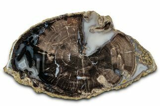 Petrified Wood (Schinoxylon) Round - Blue Forest, Wyoming #334998