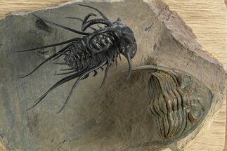 Spectacular Flying Dicranurus Trilobite With Zlichovaspis #334922