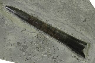 Fossil Belemnite (Acrocoelites) Rostrum - Germany #335217