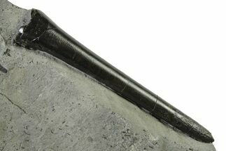 Fossil Belemnite (Acrocoelites) Rostrum - Germany #335223