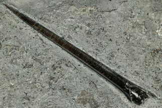 Fossil Belemnite (Acrocoelites) Rostrum - Germany #335235