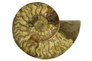 Cut & Polished Ammonite Fossil (Half) - Madagascar #317848