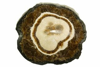 Polished Barite and Marcasite - Lubin Mine, Poland #335146