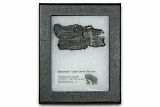 Mammoth Molar Slice With Case - South Carolina #335119