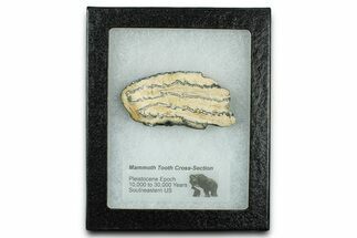 Mammoth Molar Slice With Case - South Carolina #335140