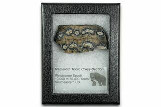 Mammoth Molar Slice With Case - South Carolina #335156