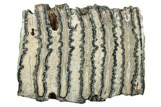 Polished Mammoth Molar Slice - South Carolina #335378