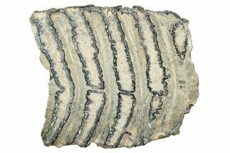 Polished Mammoth Molar Slice - South Carolina #335379