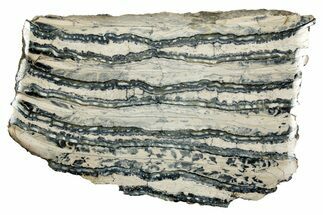 Polished Mammoth Molar Section - South Carolina #335383