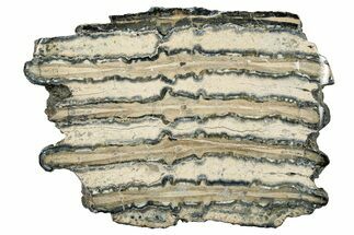 Polished Mammoth Molar Slice - South Carolina #335385