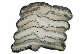 Polished Mammoth Molar Slice - South Carolina #335399