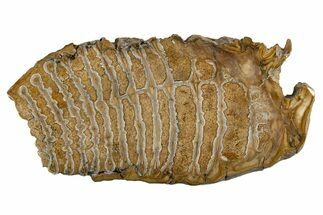 Polished Mammoth Molar Slice - South Carolina #335405