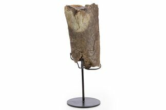 Fossil Hadrosaur Fibula Section w/ Metal Stand - South Dakota #335491