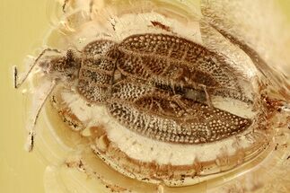 Superb Fossil Lace Bug (Intercader weitschati) In Baltic Amber #335544