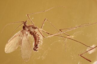 Detailed Fossil Moth Fly (Hoffeinsodes) In Baltic Amber - Rare Genus #335557