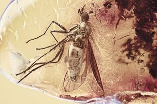 Detailed Fossil Dagger Fly (Palaeoparamesia proosti) In Baltic Amber #335558