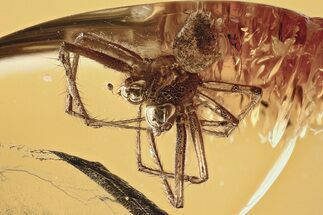 Detailed Fossil Scaffold Web Spider (Nesticidae) In Baltic Amber #335571