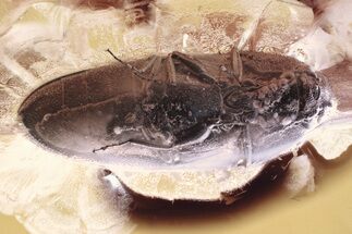 Detailed Fossil False Click Beetle (Eucnemidae) in Baltic Amber #335665