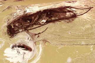 Fossil Ant-Like Leaf Beetle and Caddisfly in Baltic Amber #335673