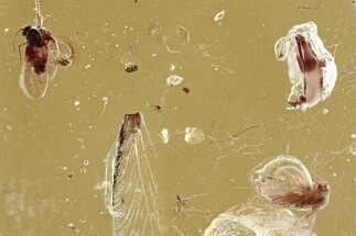 Detailed Fossil Rove Beetle and Two Moth Flies Baltic Amber #335678