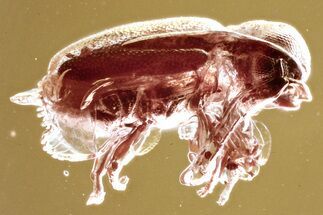 Fossil Ant-Like Leaf Beetle (Aderidae) in Baltic Amber #335679