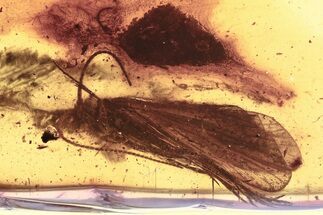 Detailed Fossil Caddisfly (Trichoptera) In Baltic Amber #335838