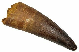 Fossil Spinosaurus Tooth - Composite Tip #335987