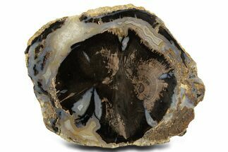 Double-Hearted Petrified Wood (Schinoxylon) Round - Blue Forest #336245