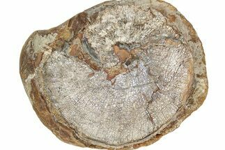 Champagne-Pink Fossil Ammonite (Hoploscaphities) - South Dakota #336266