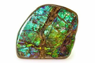 Iridescent Ammolite (Fossil Ammonite Shell) - Greens & Purples #336267