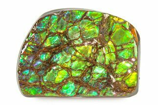 Iridescent Ammolite (Fossil Ammonite Shell) - Brilliant Greens #336284