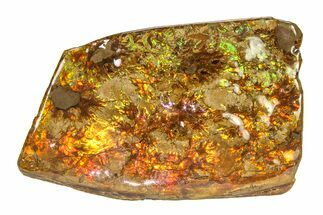 Flashy Ammolite (Fossil Ammonite Shell) - Greens & Oranges #336333