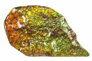 Flashy Ammolite (Fossil Ammonite Shell) - Greens & Oranges #336337