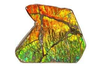 Flashy Ammolite (Fossil Ammonite Shell) - Rainbow Colored #336358