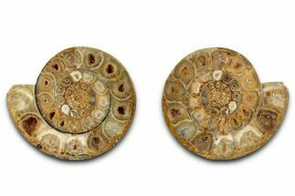 Cut & Polished Jurassic Ammonite (Perisphinctes) Fossil #336418