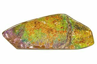 Flashy Ammolite (Fossil Ammonite Shell) - Rainbow Colored #336363