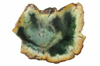 Green Chromium Petrified Wood (Woodworthia) End-Cut - Zimbabwe #336475