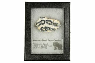 Mammoth Molar Slice With Case - South Carolina #335357