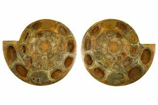 Cut & Polished Jurassic Ammonite (Perisphinctes) Fossil #336423