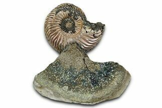 Iridescent, Pyritized Ammonite (Quenstedticeras) Fossil Display #335869