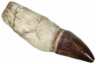 Fossil Rooted Mosasaur (Thalassotitan) Tooth - Morocco #336351