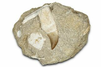 Fossil Rooted Mosasaur Tooth In Rock - Morocco #336370