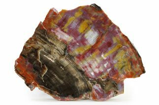 Polished Petrified Wood (Araucarioxylon) Slab - Arizona #336634