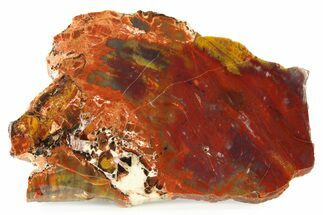 Polished Petrified Wood (Araucarioxylon) Slab - Arizona #336637