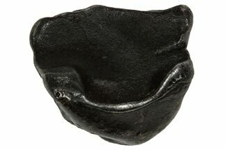 Fusion Crusted Sikhote-Alin Iron Meteorite ( g) - Russia #334582