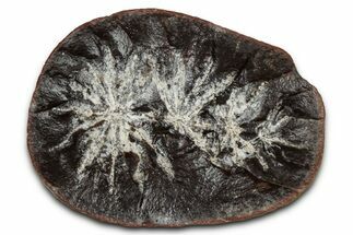 Fossil Horsetail (Annularia) Nodule Half - Mazon Creek #336178