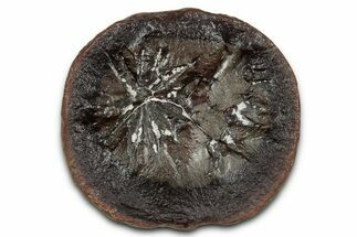 Fossil Horsetail (Annularia) Nodule Half - Mazon Creek #336179