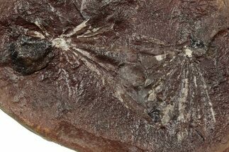 Fossil Horsetail (Annularia) Nodule Half - Mazon Creek #336185