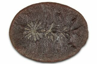 Fossil Horsetail (Annularia) Nodule Half - Mazon Creek #336188